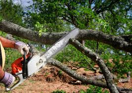 Best Tree Removal Services  in Marlboro Village, MD